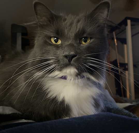 Photo of Smokey