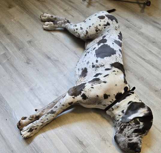 Photo of Huxley