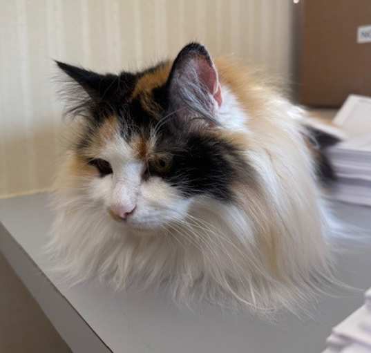 Photo of Cleo