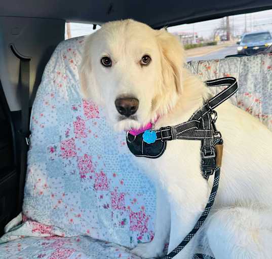 Photo of Sugar