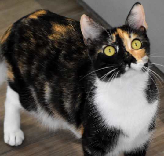 Photo of Buttons