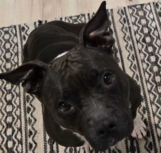 Photo of Cuda (mom)