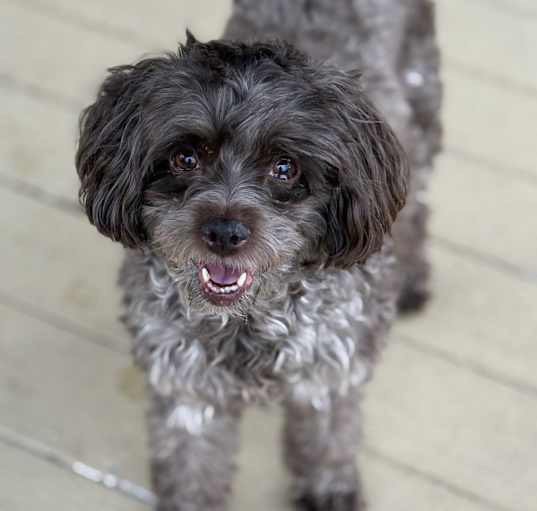 Photo of Lucy