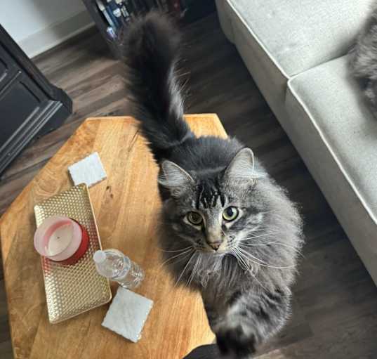 Photo of Moose