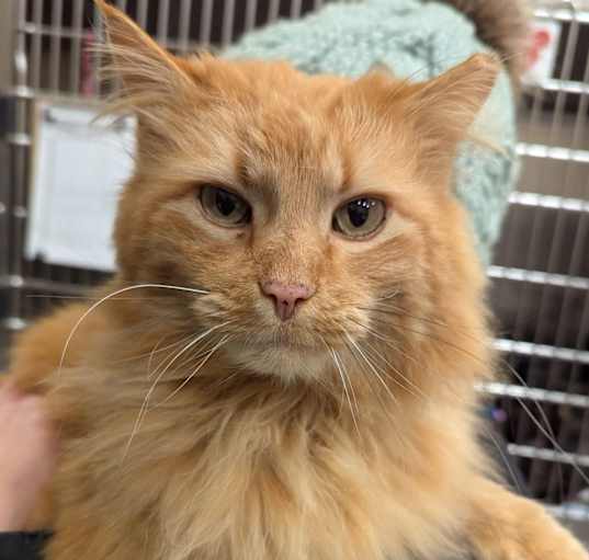 Photo of Mango