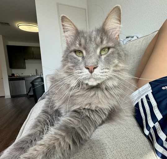 Photo of Chief