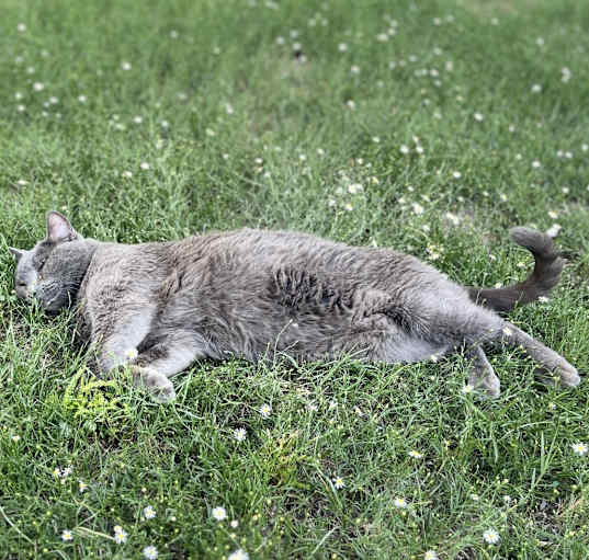 Photo of Boris