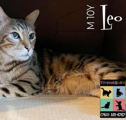 Photo of Leo