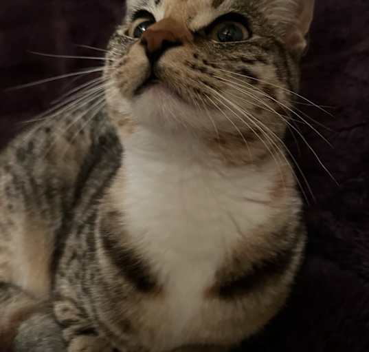 Photo of Venus