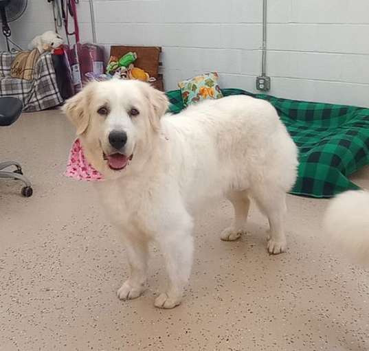Photo of Sadie