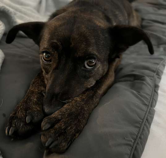 Photo of Brandy