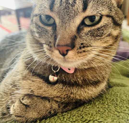 Photo of Cinnamon