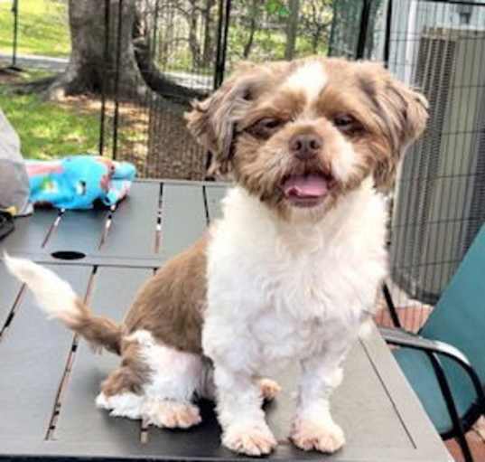Photo of Skipper