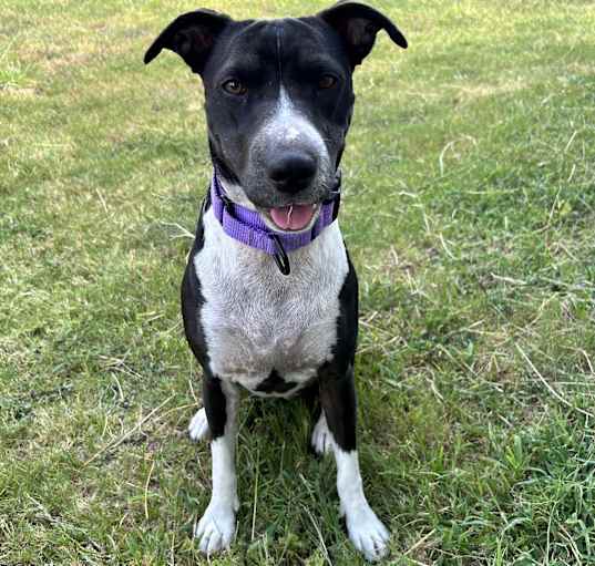 Photo of Cookie