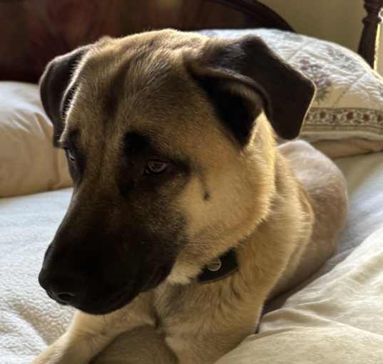 Photo of Hank