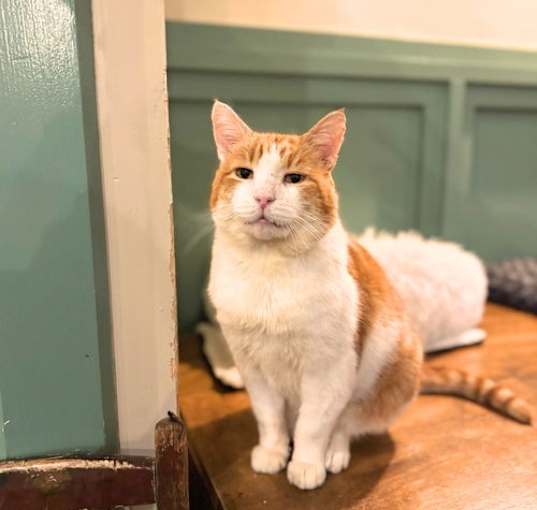Photo of Pumpkin