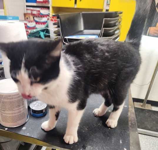 Photo of Figaro