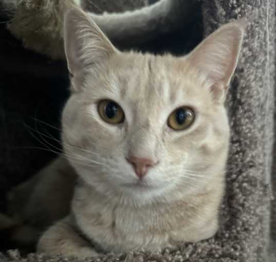 Photo of Mango
