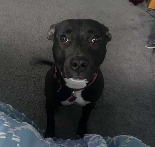 Photo of Coco
