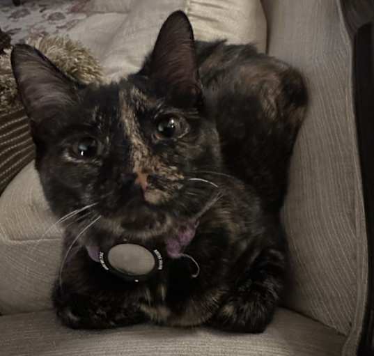 Photo of Gigi