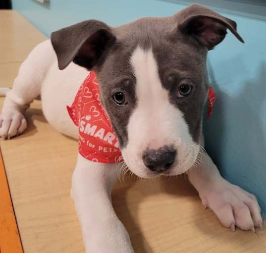 Photo of Maggie
