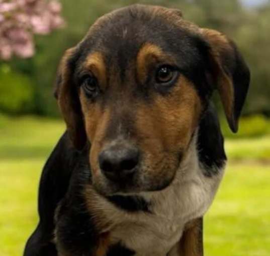 Photo of Lucky