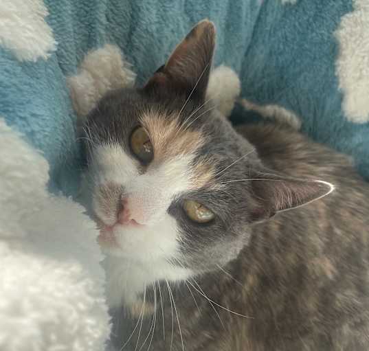 Photo of Boo