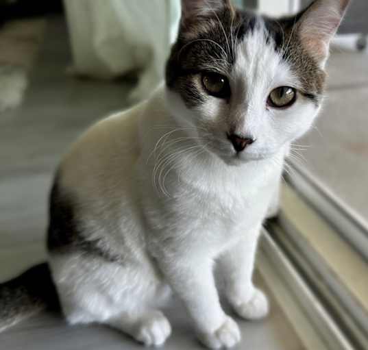Photo of Mocha