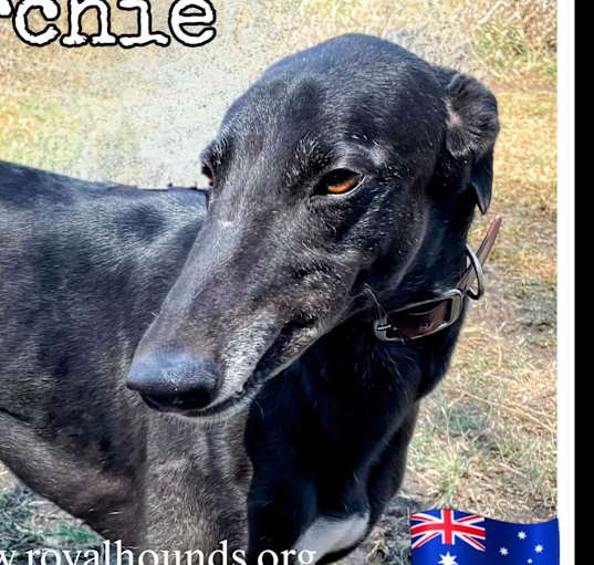 Photo of Archie