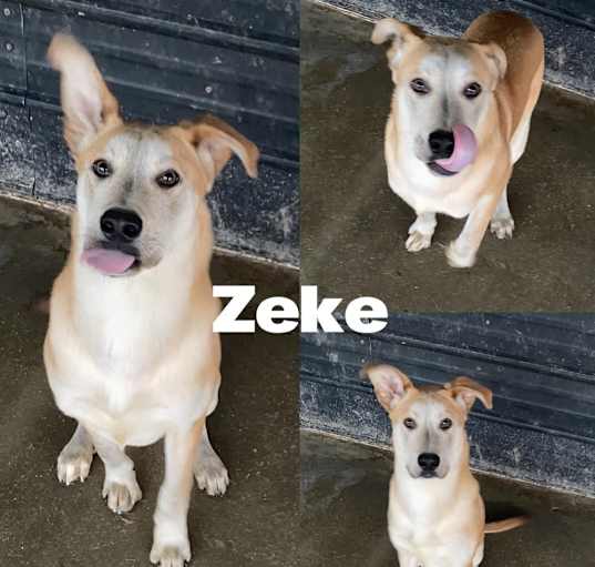 Photo of Zeke