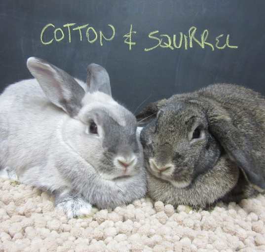 Photo of Cotton (Bonded to Squirrel)
