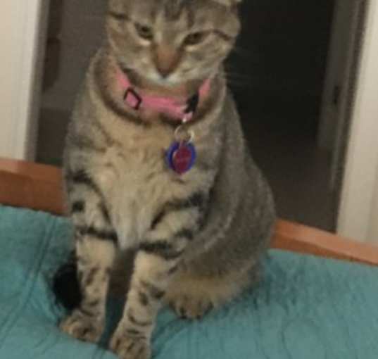 Photo of Nala