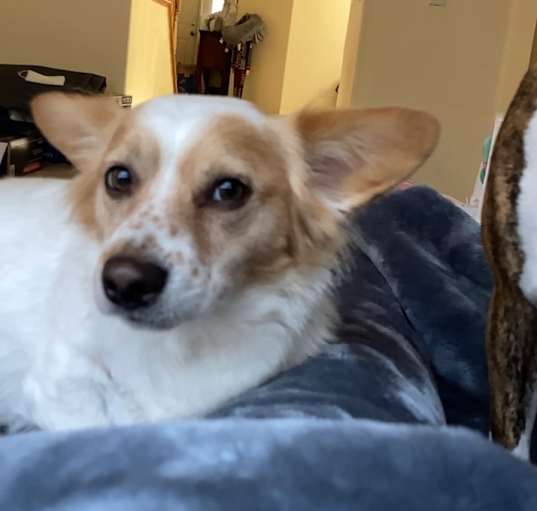 Photo of Kimba