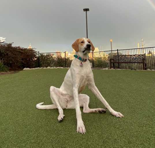 Photo of Lucy