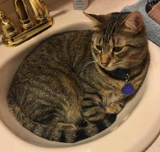 Photo of Butters