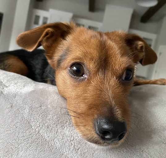Photo of Chubbles