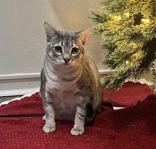 Photo of Callie