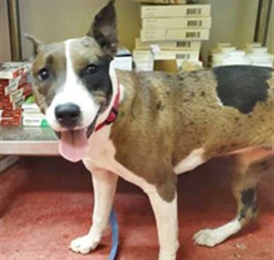 Photo of DAISY