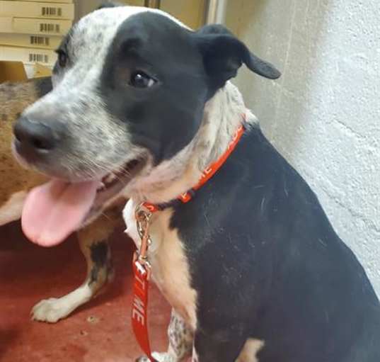 Photo of BUDDY