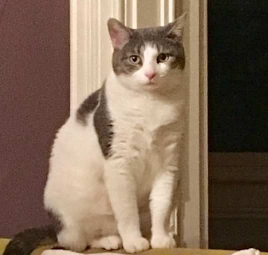 Photo of Olive