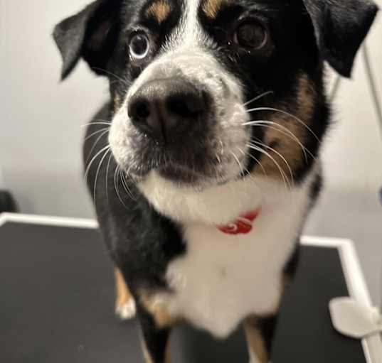 Photo of Cosmo