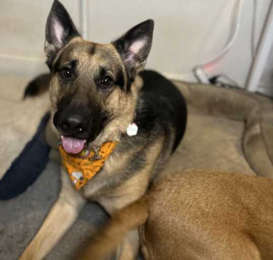 Photo of Loki