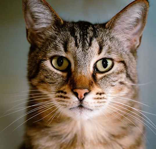 Photo of Target (bonded w/ Belinda)