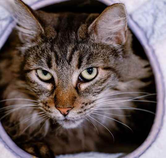 Photo of Belinda (bonded w/ Target)