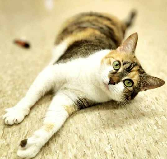 Photo of Walnut