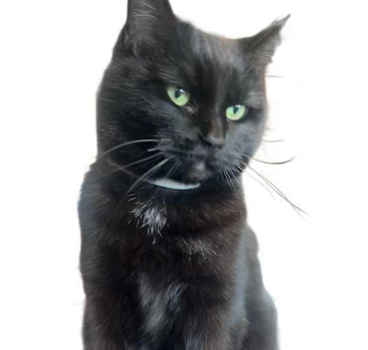 Photo of Lulu