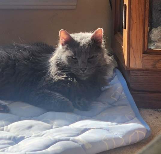 Photo of Mira