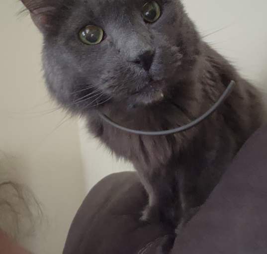 Photo of Mira