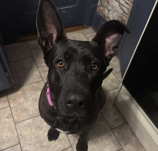 Photo of Luna