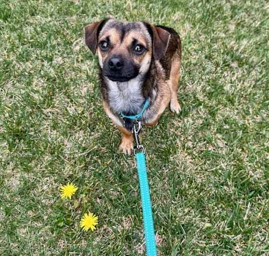 Photo of Charlie Boy